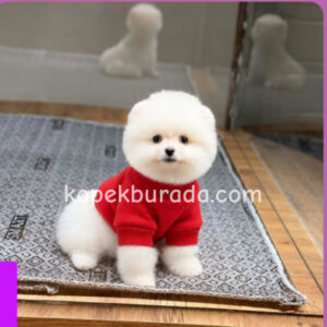 POMERRİAN BOO SEVİMLİ YAVRULAR