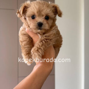 MALTİPOO
