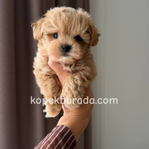 MALTİPOO CİNSİ YAVRULAR