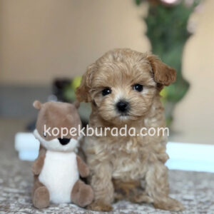 MALTİPOO CİNSİ YAVRULAR
