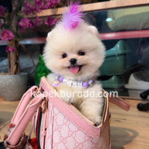 POMERANİAN BOO SEVİMLİ YAVRULAR