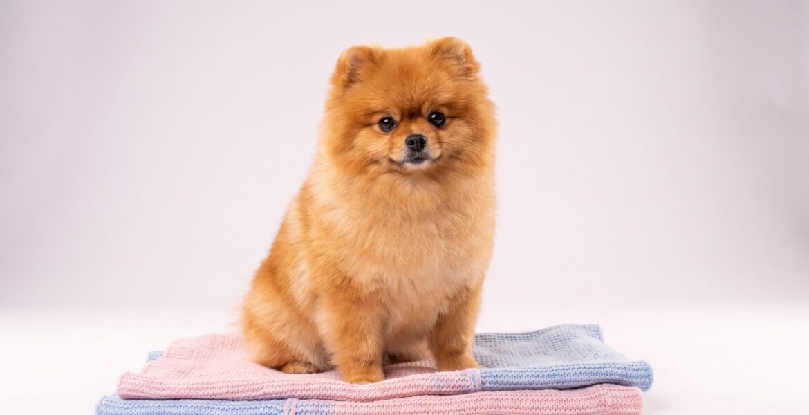Pomeranian boo rehberi — pofuduk ayı surat pomeranian