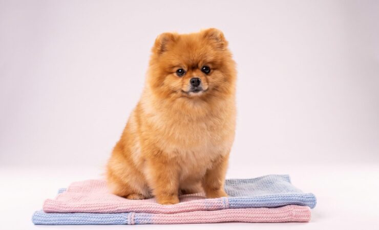Pomeranian boo rehberi — pofuduk ayı surat pomeranian